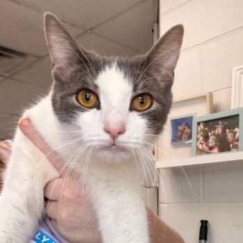 Sprocket -  Domestic Short Hair Cat for Adoption in Indianapolis, Indiana - Sprocket | PetCurious