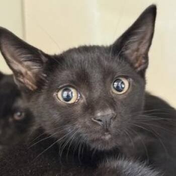 KATYA -  Domestic Short Hair Cat for Adoption in Fernandina Beach, Florida - KATYA | PetCurious