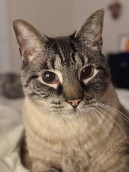 Chenille -  American Shorthair Cat for Adoption in Darien, Georgia - Chenille | PetCurious