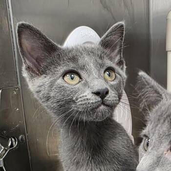 Ash -  Domestic Short Hair Cat for Adoption in Fort Wayne, Indiana - Ash | PetCurious