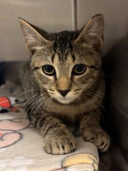 Kiwi -  Domestic Short Hair Cat for Adoption in Ocala, Florida - Kiwi | PetCurious