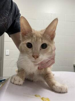 SIMBA -  Domestic Short Hair Cat for Adoption in Indianapolis, Indiana - SIMBA | PetCurious