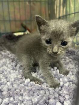 Charity -  Domestic Short Hair Cat for Adoption in Gainesville, Florida - Charity | PetCurious