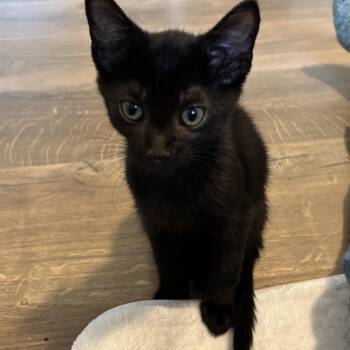 Shirky -  Domestic Short Hair Cat for Adoption in Chattanooga, Tennessee - Shirky | PetCurious