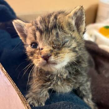 Scarlett -  Domestic Short Hair Cat for Adoption in Chattanooga, Tennessee - Scarlett | PetCurious