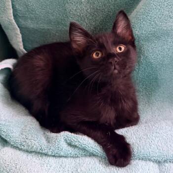 Raspberry -  Domestic Short Hair Cat for Adoption in Columbus, Georgia - Raspberry | PetCurious