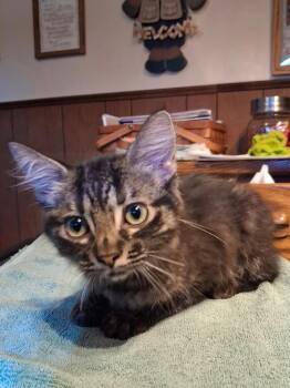 Jill -  Domestic Medium Hair Cat for Adoption in Ogden, Utah - Jill | PetCurious