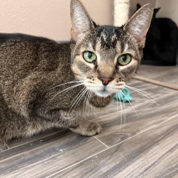 Spunky -  Domestic Short Hair Cat for Adoption in Las Vegas, Nevada - Spunky | PetCurious