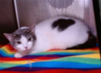 Domestic Short Hair Cats Available for Adoption in Albuquerque, New Mexico - APPLE | PetCurious
