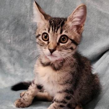 Strawberry -  Domestic Short Hair Cat for Adoption in Orangevale, California - Strawberry | PetCurious