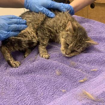 Tweety Bird -  Domestic Short Hair Cat for Adoption in West Palm Beach, Florida - Tweety Bird | PetCurious