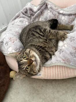 Marty -  Domestic Short Hair Cat for Adoption in Hartford City, Indiana - Marty | PetCurious