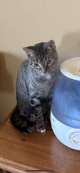 Domestic Short Hair Cats Available for Adoption - Tinky Winky | PetCurious