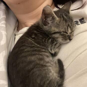 Begonia 15 -  Domestic Short Hair Cat for Adoption in Austin, Texas - Begonia 15 | PetCurious
