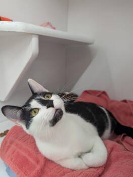 Lily -  Domestic Short Hair Cat for Adoption in Buffalo, New York - Lily | PetCurious