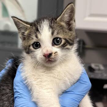 Domestic Short Hair Cats Available for Adoption in Greenville, South Carolina - Tuxedo | PetCurious