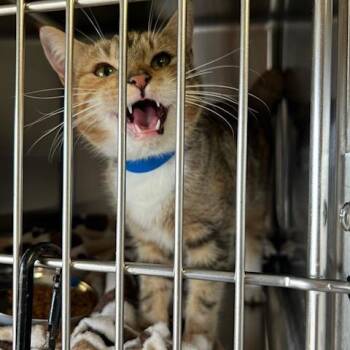 Domestic Short Hair Cats Available for Adoption in Knoxville, Tennessee - Peach | PetCurious