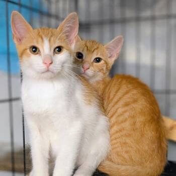 Pooh (bonded with Tigger) -  Domestic Short Hair Cat for Adoption in Reisterstown, Maryland - Pooh (bonded With Tigger) | PetCurious
