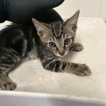 IVHS-A-142080 -  Domestic Short Hair Cat for Adoption in San Gabriel, California - IVHS-A-142080 | PetCurious