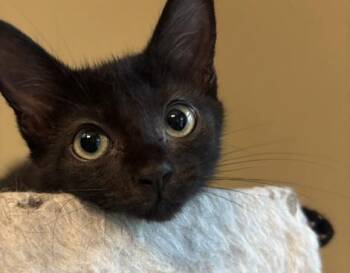 Jaro -  Domestic Short Hair Cat for Adoption in Melrose, Massachusetts - Jaro | PetCurious