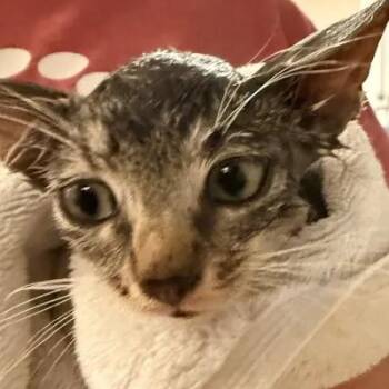 Heron-C -  Domestic Short Hair Cat for Adoption in East St. Louis, Illinois - Heron-C | PetCurious