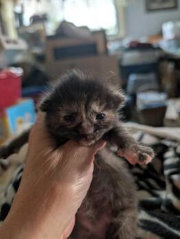 Domestic Short Hair Cats Available for Adoption in Portland, Indiana - Soup Kitten Tortie 1 | PetCurious