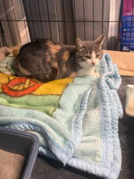 Domestic Short Hair and Tabby Cats Available for Adoption - Justine | PetCurious