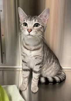 Domestic Short Hair Cats Available for Adoption in Houghton Lake, Michigan - Iris | PetCurious