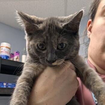 Lucy -  Domestic Short Hair Cat for Adoption in Indianapolis, Indiana - Lucy | PetCurious