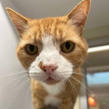 Mango -  Domestic Short Hair Cat for Adoption in Chattanooga, Tennessee - Mango | PetCurious
