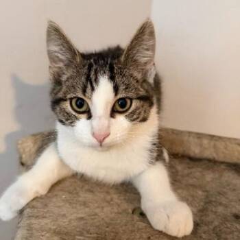 Ralph Lauren -  Domestic Short Hair Cat for Adoption in Springfield, Oregon - Ralph Lauren | PetCurious