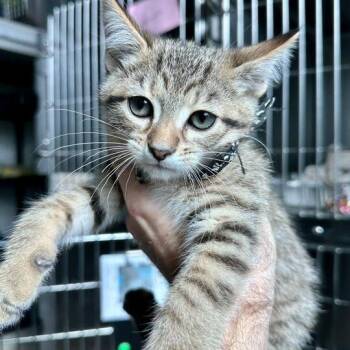 Domestic Short Hair Cats Available for Adoption in Matteson, Illinois - Little Bear | PetCurious