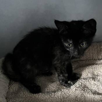 Sadie -  Domestic Short Hair Cat for Adoption in Sarasota, Florida - Sadie | PetCurious