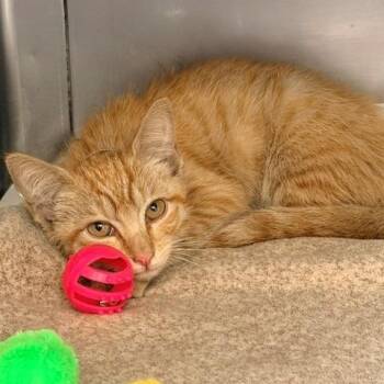 Creedence -  Domestic Short Hair Cat for Adoption in Hawthorne, California - Creedence | PetCurious