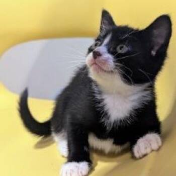 Doe -  Domestic Short Hair Cat for Adoption in West Palm Beach, Florida - Doe | PetCurious