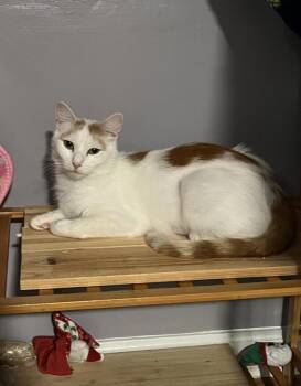 Velma -  Domestic Short Hair and Siamese Cat for Adoption in Rootstown, Ohio - Velma | PetCurious