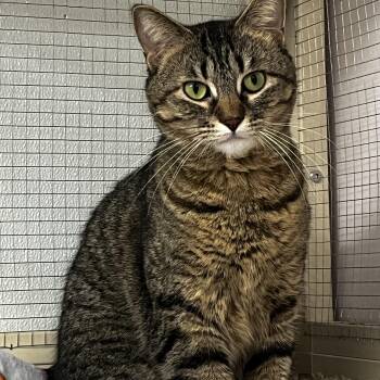 Serena -  Tabby Cat for Adoption - Serena | PetCurious