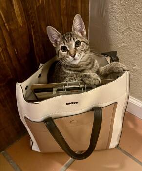 Ramona Quimby -  Domestic Short Hair Cat for Adoption in Albuquerque, New Mexico - Ramona Quimby | PetCurious