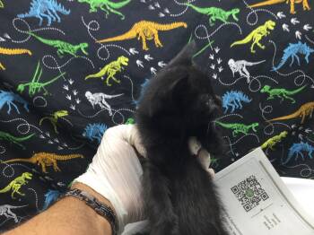 LUNAS -  Domestic Short Hair Cat for Adoption in Riverside, California - LUNAS | PetCurious