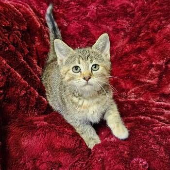 Sophie -  Torbie Cat for Adoption in Searcy, Arkansas - Sophie | PetCurious
