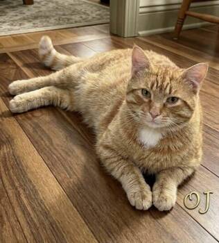 Tabby Cats Available for Adoption in Wyandotte, Michigan - OJ | PetCurious