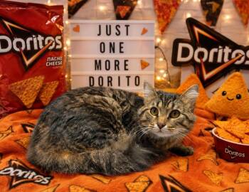 Dorito -  Domestic Long Hair Cat for Adoption in Washington Court House, Ohio - Dorito | PetCurious