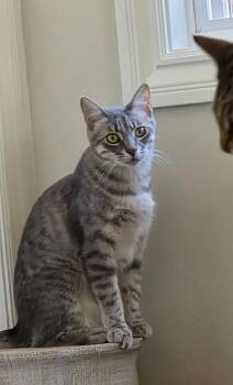 Missy -  Domestic Short Hair and Tabby Cat for Adoption in San Jose, California - Missy | PetCurious