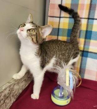 Bartok -  Domestic Short Hair Cat for Adoption in Bucyrus, Ohio - Bartok | PetCurious