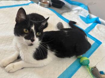 Spring -  Domestic Short Hair Cat for Adoption in Lambertville, New Jersey - Spring | PetCurious