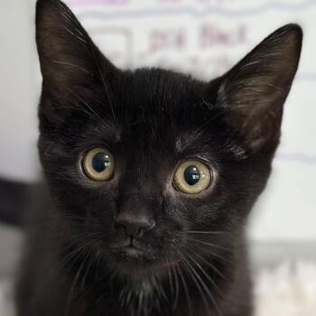 Lucy -  Domestic Short Hair Cat for Adoption in Victor, New York - Lucy | PetCurious