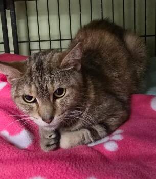 Phoebe -  Domestic Short Hair Cat for Adoption in Auburn, Indiana - Phoebe | PetCurious