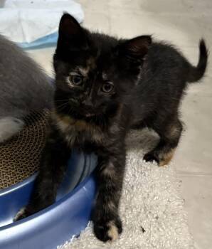 Domestic Short Hair Cats Available for Adoption in Powder Springs, Georgia - Roxie | PetCurious