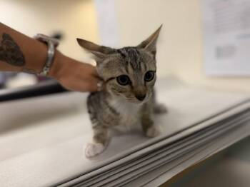SIMBA -  Domestic Short Hair Cat for Adoption in Doral, Florida - SIMBA | PetCurious