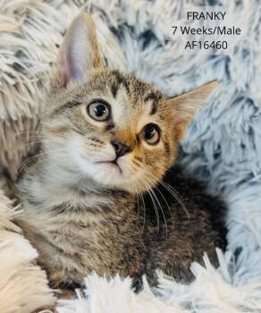 Franky -  Domestic Short Hair Cat for Adoption - Franky | PetCurious